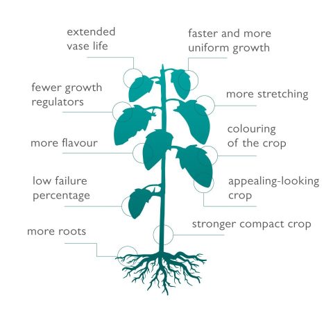 growing with LED - Cultivation goals greenhouse
